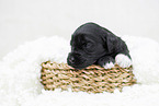 schwarzer Labradoodle Welpe