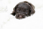 brauner Labradoodle Welpe