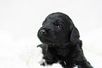 schwarzer Labradoodle Welpe