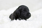 schwarzer Labradoodle Welpe