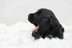 schwarzer Labradoodle Welpe