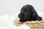 schwarzer Labradoodle Welpe