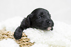 schwarzer Labradoodle Welpe