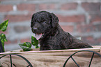 Labradoodle Welpe