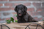 Labradoodle Welpe