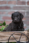 Labradoodle Welpe