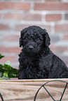 Labradoodle Welpe