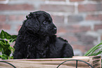 Labradoodle Welpe