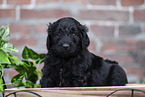 Labradoodle Welpe