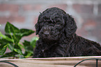 Labradoodle Welpe