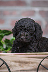 Labradoodle Welpe