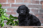 Labradoodle Welpe