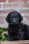 Labradoodle Welpe