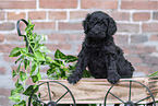 Labradoodle Welpe