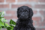 Labradoodle Welpe Portrait