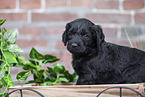 Labradoodle Welpe