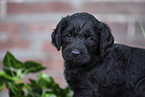 Labradoodle Welpe Portrait