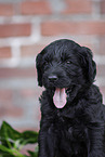 Labradoodle Welpe Portrait