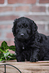 Labradoodle Welpe