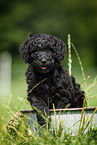 Labradoodle Welpe im Eimer