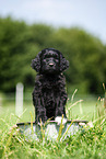 Labradoodle Welpe im Eimer