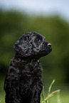 Labradoodle Welpe Portrait