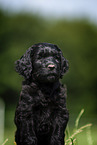 Labradoodle Welpe Portrait