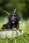 Labradoodle Welpe im Eimer