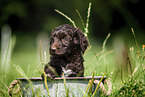 Labradoodle Welpe im Eimer