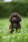 brauner Labradoodle Welpe auf Wiese