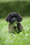 schwarzer Labradoodle auf Wiese