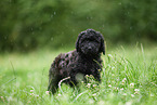 schwarzer Labradoodle auf Wiese