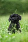 schwarzer Labradoodle auf Wiese