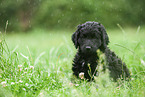 schwarzer Labradoodle auf Wiese