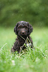 brauner Labradoodle Welpe auf Wiese