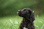 brauner Labradoodle Welpe auf Wiese