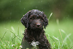 brauner Labradoodle Welpe auf Wiese