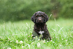 brauner Labradoodle Welpe auf Wiese