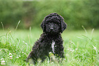 schwarzer Labradoodle auf Wiese