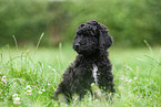 schwarzer Labradoodle auf Wiese