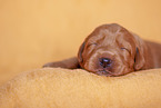 gelber Labradoodle Welpe