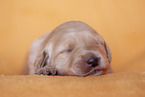 gelber Labradoodle Welpe