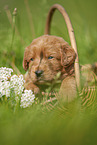 Labradoodle Welpe im Krbchen