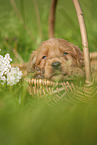 Labradoodle Welpe im Krbchen