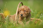 Labradoodle Welpe im Krbchen