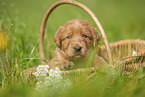 Labradoodle Welpe im Krbchen