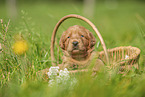 Labradoodle Welpe im Krbchen