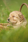 Labradoodle Welpe im Krbchen