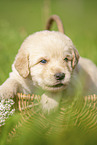 Labradoodle Welpe im Krbchen