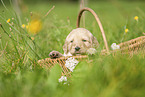 Labradoodle Welpe im Krbchen